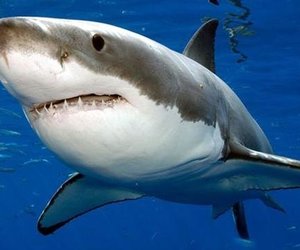 Swaar gestraf vir Grootwithaai